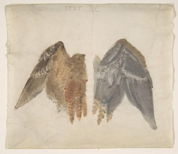 Albrecht Dürer — Rohrdommel-Flügel: Studie mit beiden Seiten
